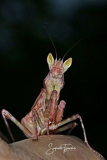 Flower mantis  (Creobroter Sp)  Fall,Geotagged,Indonesia