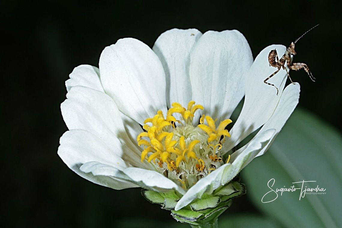 Flower mantis Nymph (Creobroter Sp) on a Zinnia flower  Fall,Geotagged,Indonesia