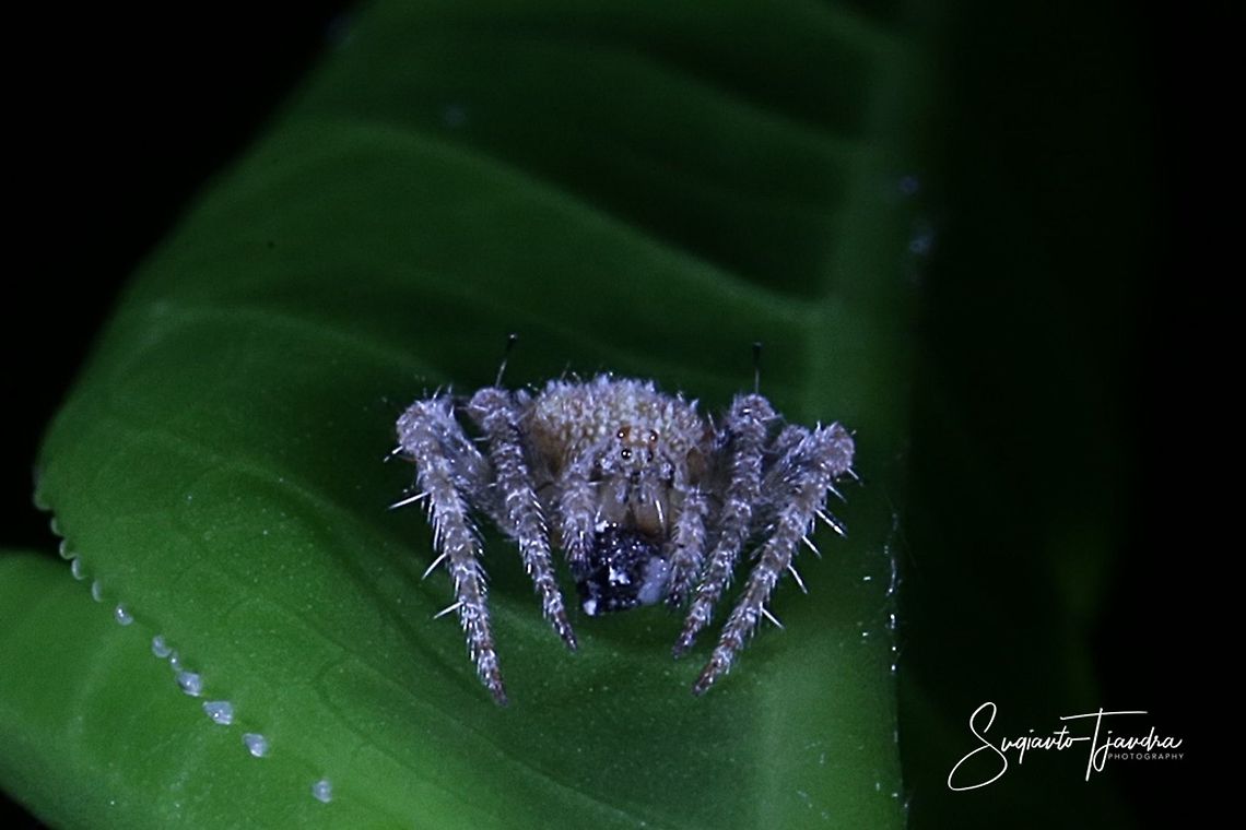 Lynx Spider w/prey (unknown Genus)  Fall,Geotagged,Indonesia