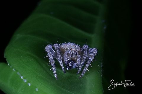 Lynx Spider w/prey (unknown Genus)  Fall,Geotagged,Indonesia