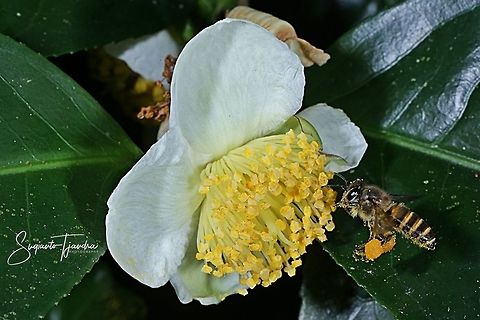 Honey Bee enjoying nectar on the Tea Flower (Camellia sinensis )  Camellia sinensis,Fall,Geotagged,Indonesia