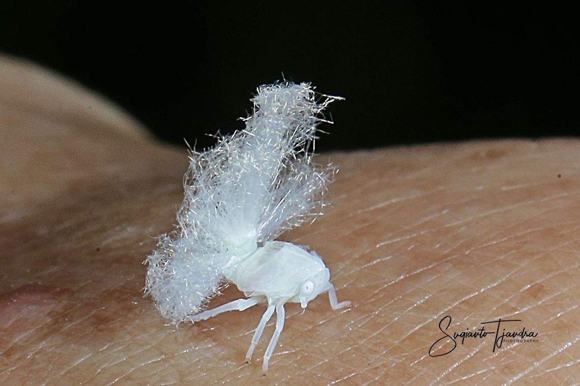 White Planthopper Nymph/immature, Flatormenis proxima  Fall,Flatormenis proxima,Geotagged,Indonesia,Northern flatid planthopper