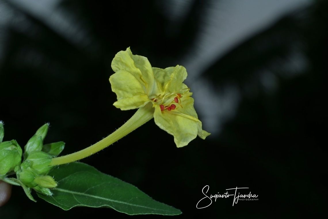 Kembang Pukul 4, Mirabilis Jalapa (Nyctaginaceae)  Fall,Geotagged,Indonesia,Marvel of Peru,Mirabilis jalapa