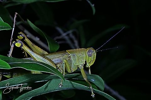 Locust, Acrididae Sp.  Fall,Geotagged,Indonesia