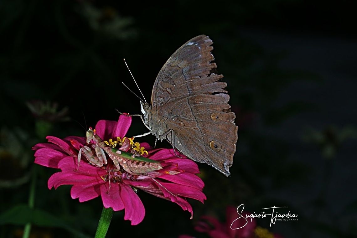 Flower Mantis & Autumn Leaf Butterfly  Autumn Leaf,Doleschallia bisaltide,Fall,Geotagged,Indonesia