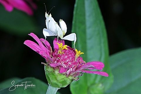 White flower mantis, Hymenopus (Hymenopodidae)  Fall,Geotagged,Indonesia