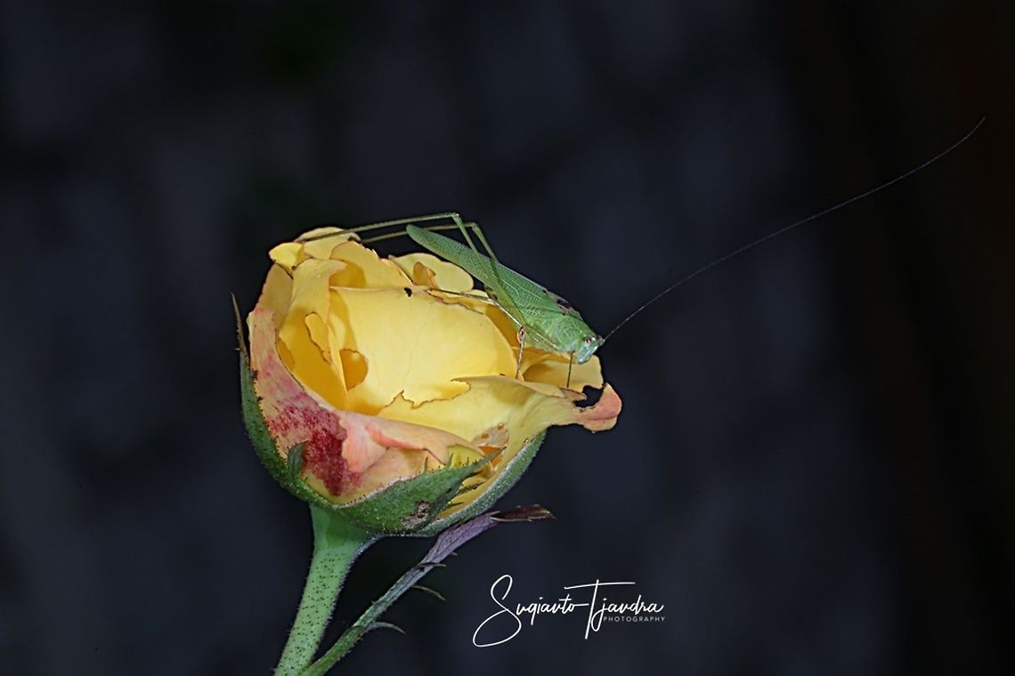 Fork-tailed Bush Katydid, Tettigoniidae on Yellow Rose  Fall,Geotagged,Indonesia