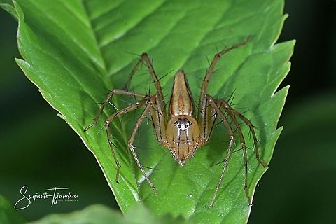 Lynx Spider (Oxyopidae Sp)  Fall,Geotagged,Indonesia
