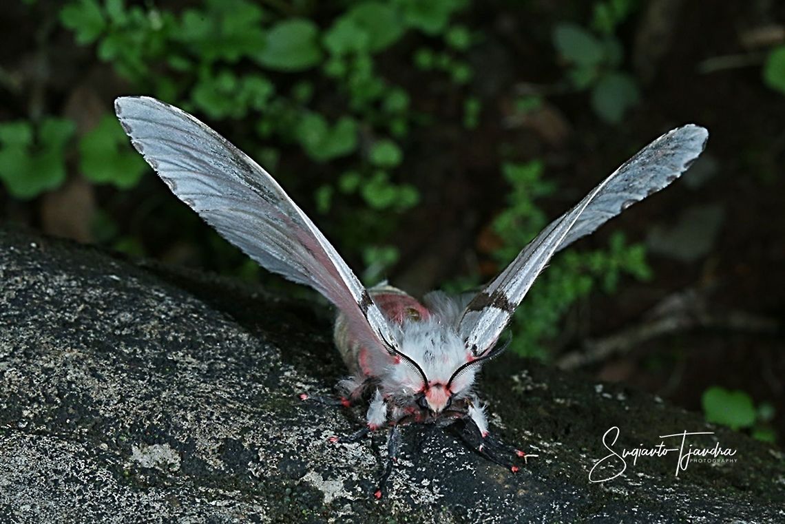 Tussock Moth (Lymantria marginalis)  Fall,Geotagged,Indonesia,Lymantria marginalis