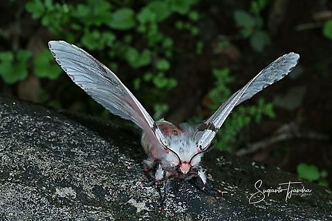 Tussock Moth (Lymantria marginalis)  Fall,Geotagged,Indonesia,Lymantria marginalis
