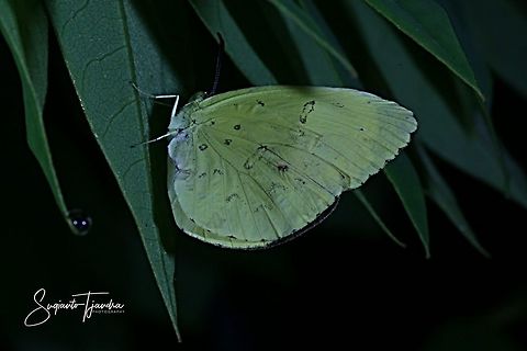 Three-spot grass yellow, Eurema blanda  Eurema blanda,Fall,Geotagged,Indonesia,Three-spot grass yellow