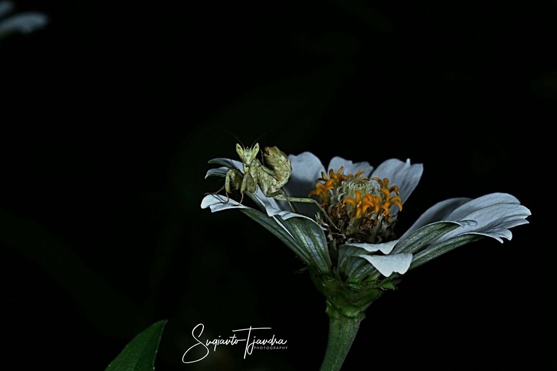 Flower mantis immature (Creobroter Sp) on Zinnia flower  Fall,Geotagged,Indonesia