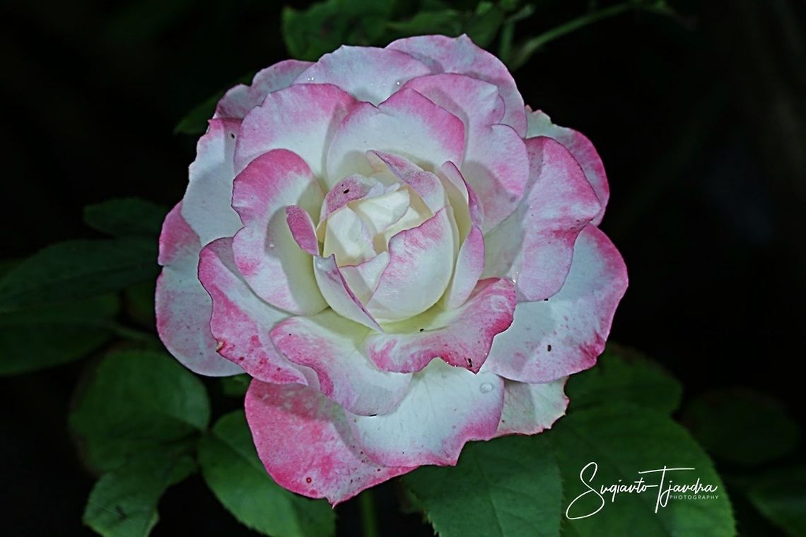 Rose flower  Fall,Geotagged,Indonesia