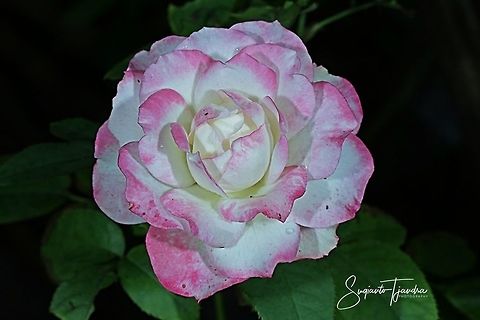 Rose flower  Fall,Geotagged,Indonesia