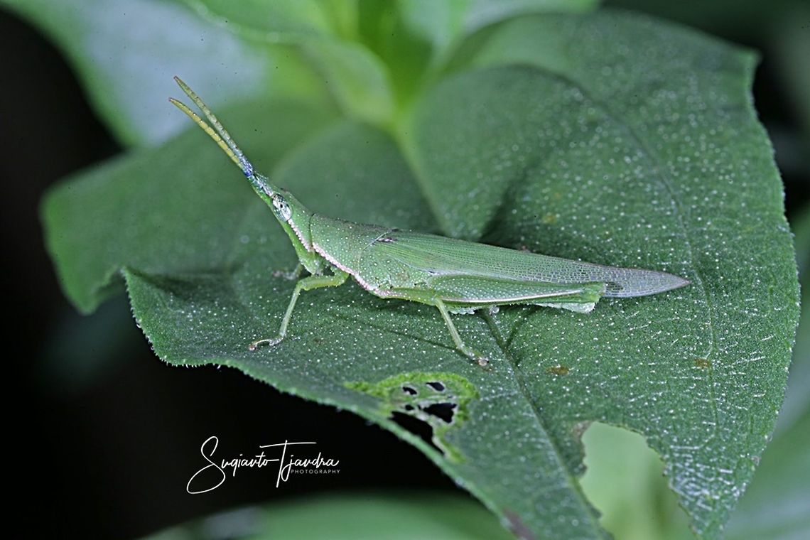 VEGETABLE GRASSHOPPER, PYRGOMORPHIDAE (ATRACTOMORPHA SP)  Fall,Geotagged,Indonesia