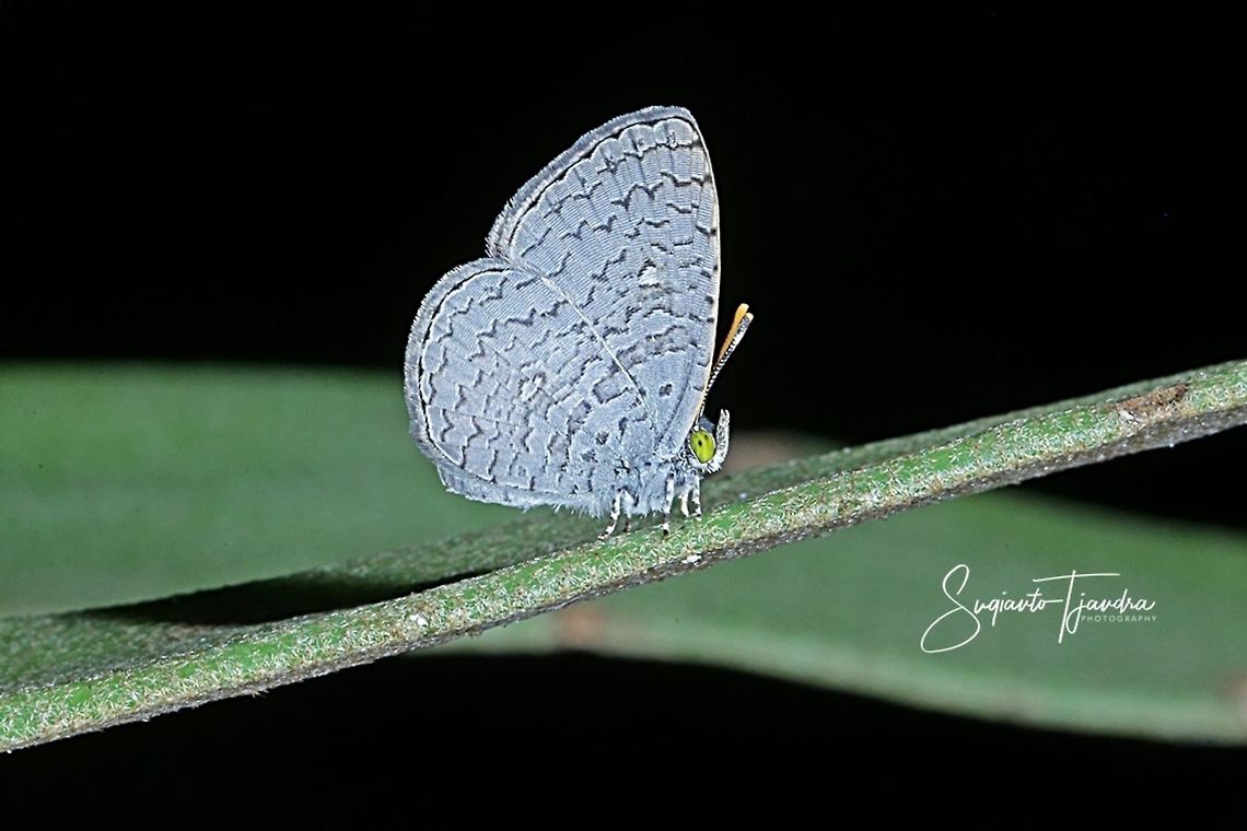 Apefly butterfly (Spalgis epeus)  Apefly,Fall,Geotagged,Indonesia,Spalgis epeus