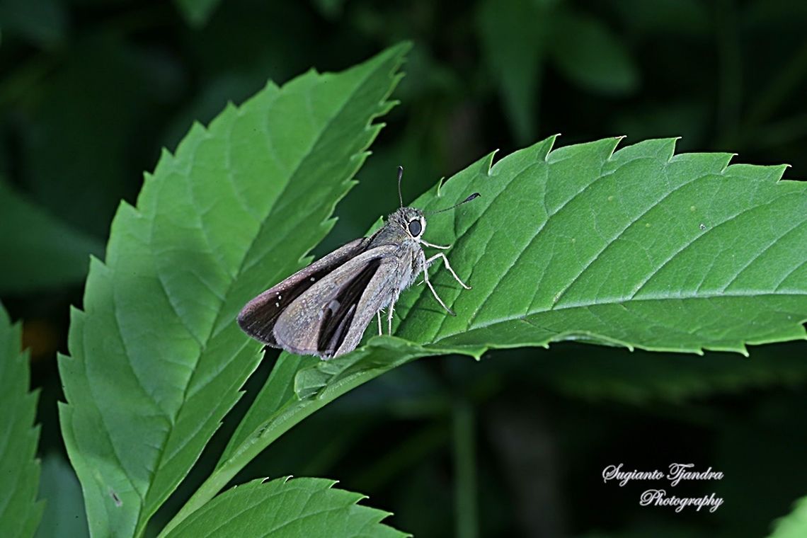 Skipper Butterfly, small branded swift (Pelopidas agna)  Dark branded swift,Fall,Geotagged,Indonesia,Pelopidas agna