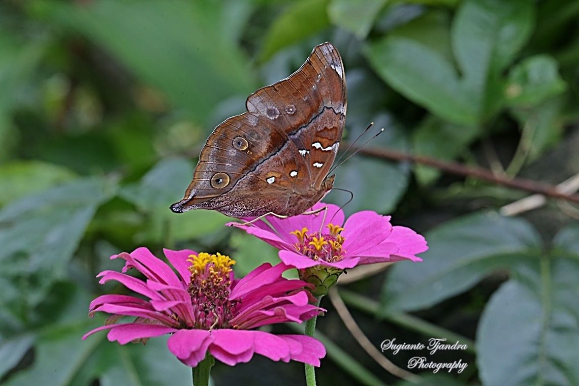 Autumn leaf butterfly, Doleschallia bisaltide  Autumn Leaf,Doleschallia bisaltide,Fall,Geotagged,Indonesia