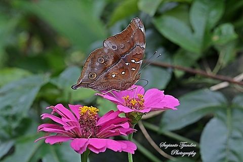 Autumn leaf butterfly, Doleschallia bisaltide  Autumn Leaf,Doleschallia bisaltide,Fall,Geotagged,Indonesia