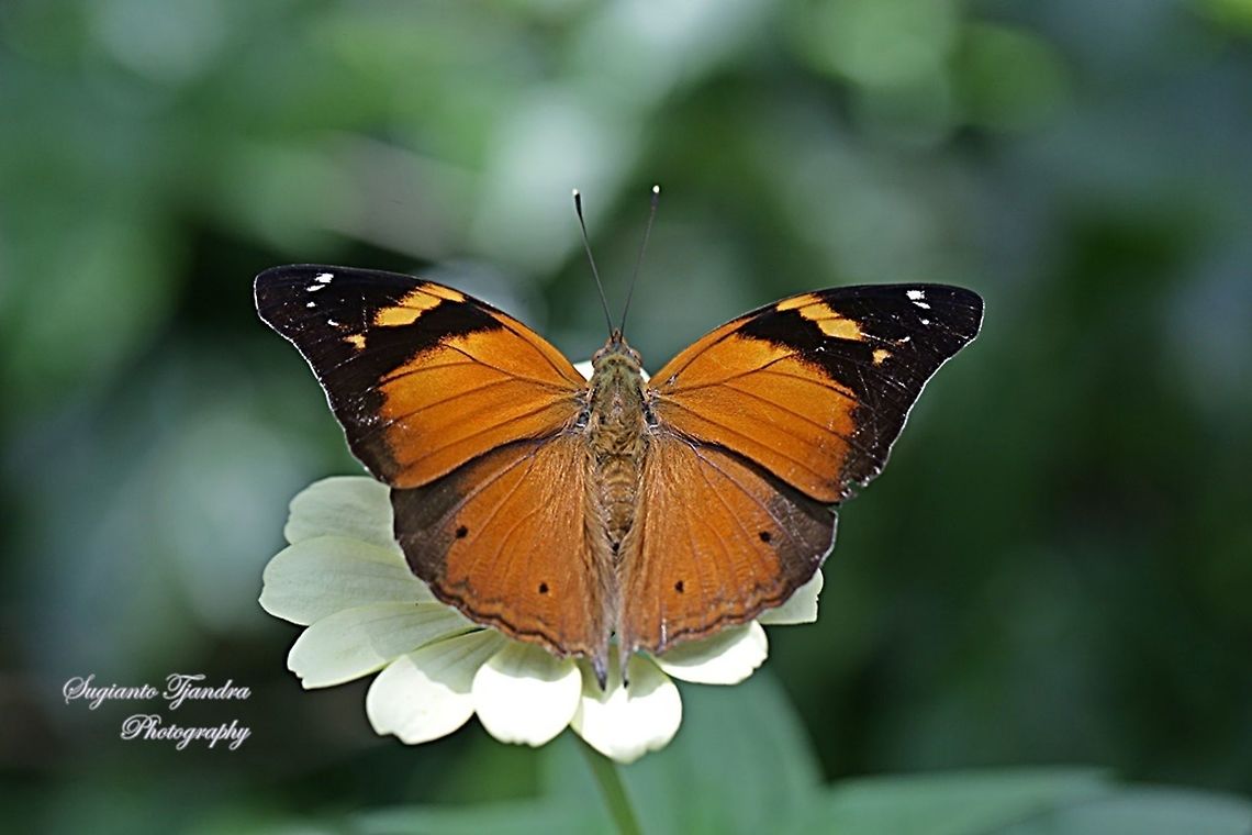 Autumn leaf butterfly, Doleschallia bisaltide (upperside)  Autumn Leaf,Doleschallia bisaltide,Fall,Geotagged,Indonesia