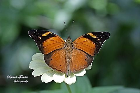 Autumn leaf butterfly, Doleschallia bisaltide (upperside)  Autumn Leaf,Doleschallia bisaltide,Fall,Geotagged,Indonesia