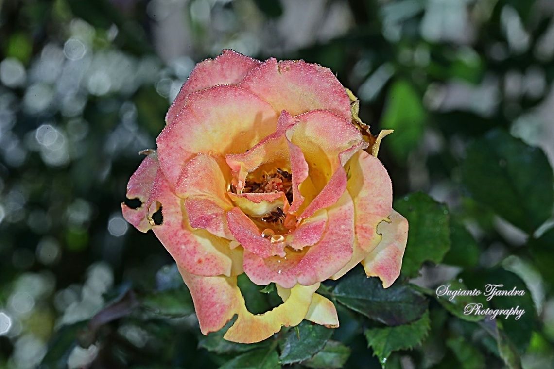 Rose  Fall,Geotagged,Indonesia