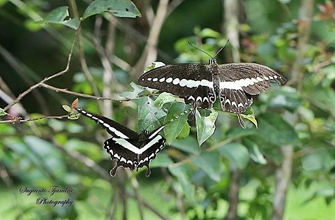 A pair of Papilio demolion, the banded swallowtail  Banded Swallowtail,Fall,Geotagged,Indonesia,Papilio demolion