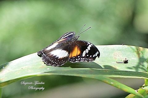 The great eggfly, Hypolimnas bolina bolina f nerina - female  Fall,Geotagged,Great eggflys,Hypolimnas bolina,Indonesia