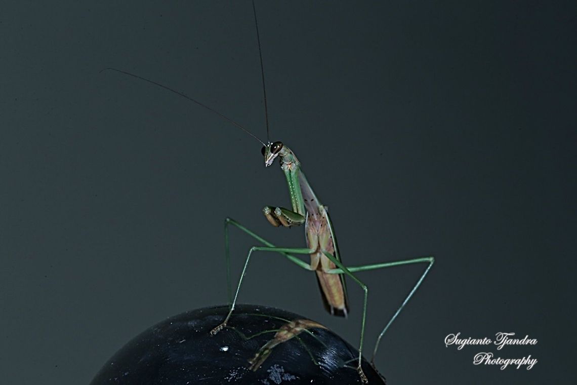Praying Mantis, Mantidae  Fall,Geotagged,Indonesia