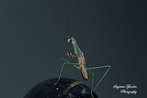 Praying Mantis, Mantidae  Fall,Geotagged,Indonesia