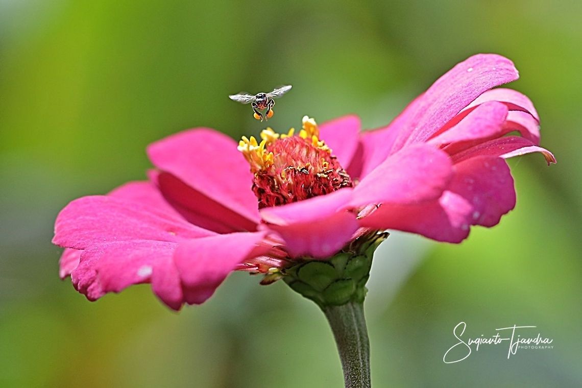 Stingless honey bee (Meliponini)  Fall,Geotagged,Indonesia