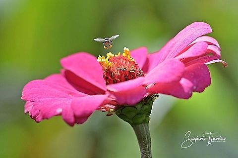 Stingless honey bee (Meliponini)  Fall,Geotagged,Indonesia