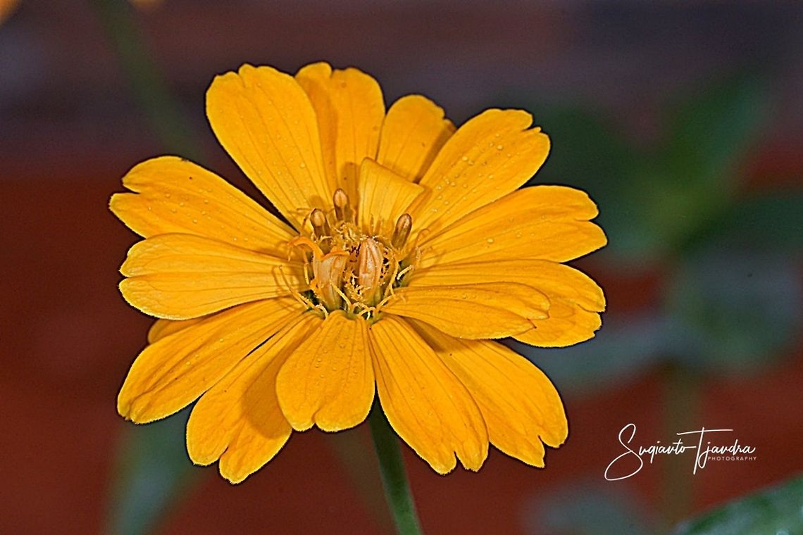 Yellow Zinnia Flower  Geotagged,Indonesia,Winter