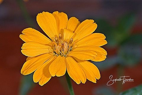 Yellow Zinnia Flower  Geotagged,Indonesia,Winter
