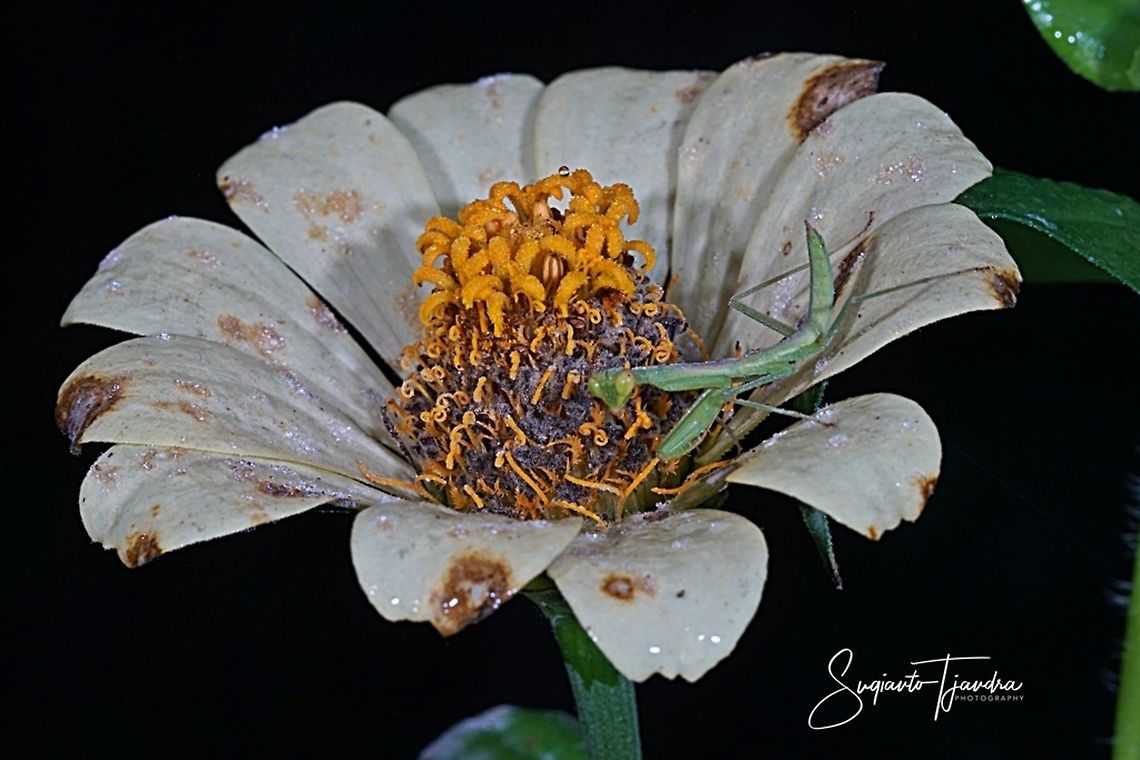 Praying Mantis Nymph/Giant Asian Mantis, Hierodula sp.  Geotagged,Indonesia,Winter
