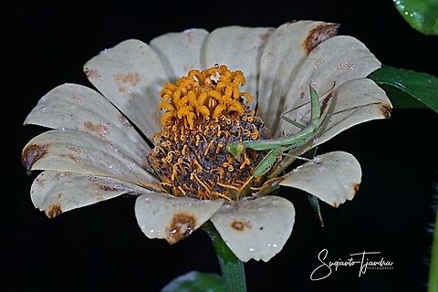 Praying Mantis Nymph/Giant Asian Mantis, Hierodula sp.  Geotagged,Indonesia,Winter