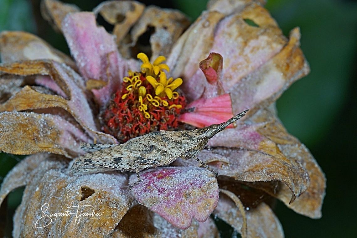 Vegetable Grasshopper, Pyrgomorphidae (Atractomorpha Sp)  Geotagged,Indonesia,Winter