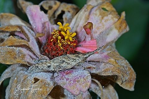Vegetable Grasshopper, Pyrgomorphidae (Atractomorpha Sp)  Geotagged,Indonesia,Winter
