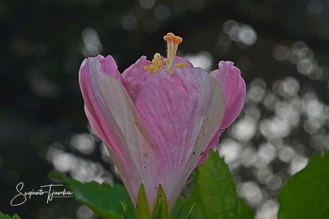 Pink Hibiscus flower  Geotagged,Indonesia,Winter