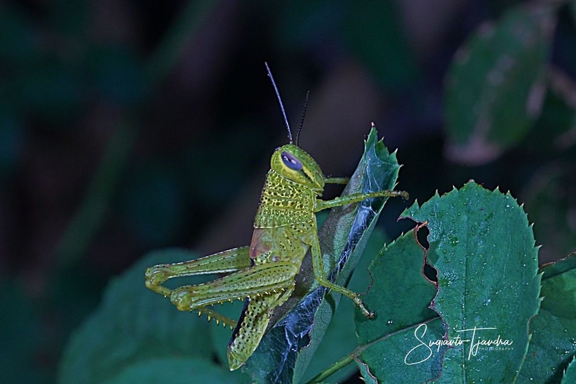 Locust nymph, Acrididae Sp  Geotagged,Indonesia,Winter
