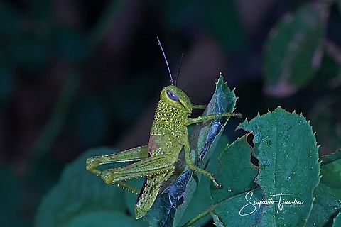 Locust nymph, Acrididae Sp  Geotagged,Indonesia,Winter