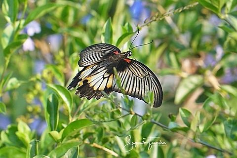 The great Mormon, Papilio memnon (Papilionidae) - female "flying over"  Geotagged,Great Mormon,Indonesia,Papilio memnon,Winter