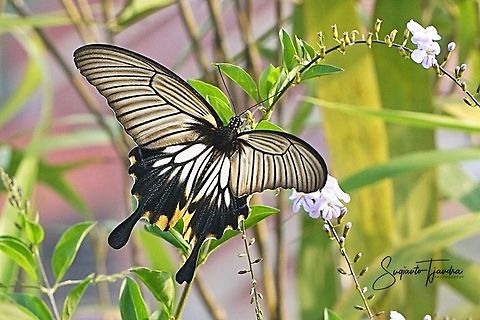 The Great Mormon Swallowtail Butterfly, Papilio memnon, (Papilionidae) - male  Geotagged,Great Mormon,Indonesia,Papilio memnon,Winter