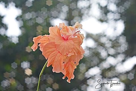 Hibiscus flower  Geotagged,Indonesia,Winter