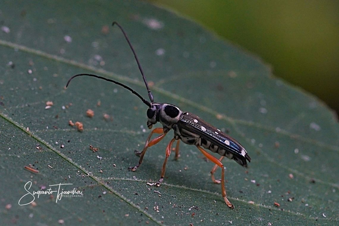 Longhorn Beetle (unknown species/ID???)  Geotagged,Indonesia,Winter