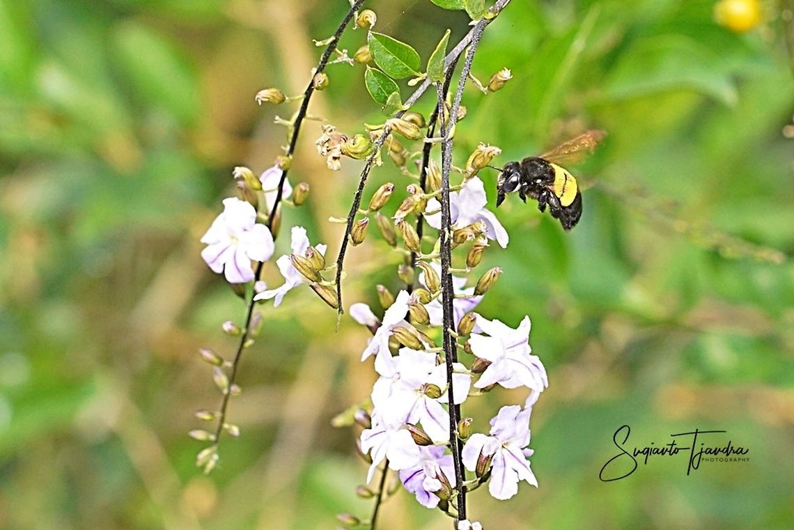 Carpenter Bee, Xylocopa caffra - female  Geotagged,Indonesia,Winter