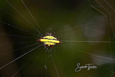 Doria's Spiny Spider, Gasteracantha doriae  Gasteracantha doriae,Geotagged,Indonesia,Winter