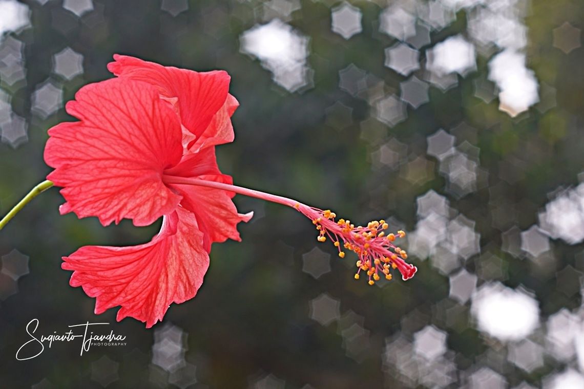 Red Hibiscus  Geotagged,Indonesia,Winter