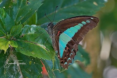Common Bluebottle (Graphium sarpedon luctatius)  Geotagged,Graphium sarpedon luctatius,Indonesia,Winter