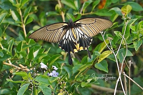 The Great Mormon Swallowtail Butterfly, Papilio memnon, (Papilionidae) - male  Geotagged,Great Mormon,Indonesia,Papilio memnon,Winter